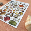 Seashells of Britain | Conscious Craft